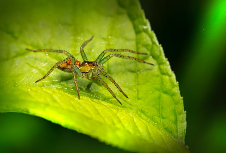 Anzahl Beine Vogelspinne