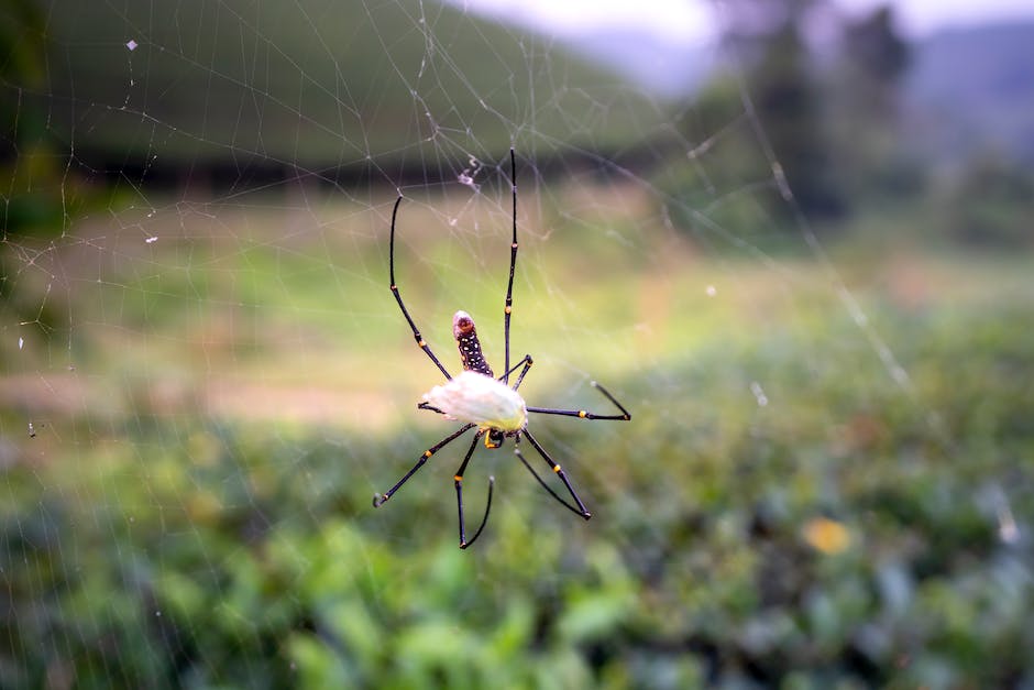  Wie viele Beine hat eine Spinne?